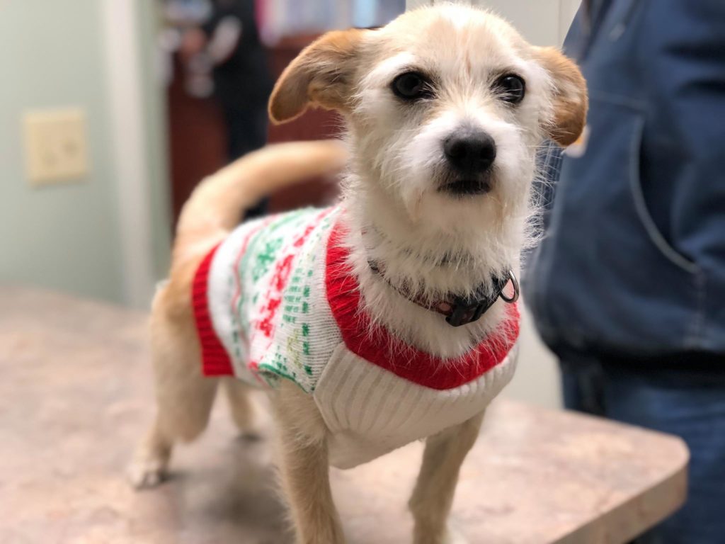 Dekalb Animal Clinic FAQs